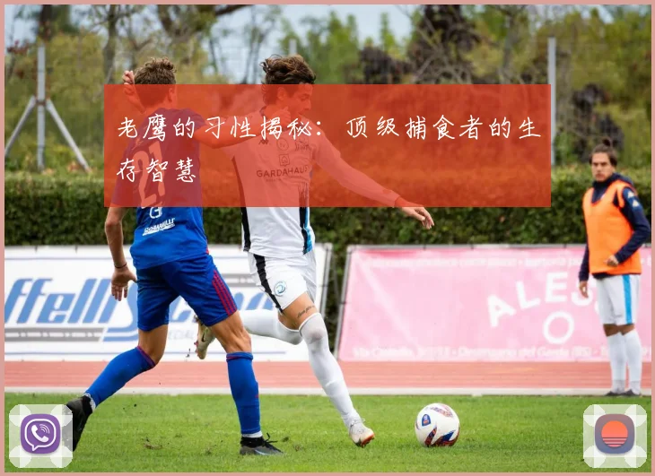 老鹰的习性揭秘:顶级捕食者的生存智慧