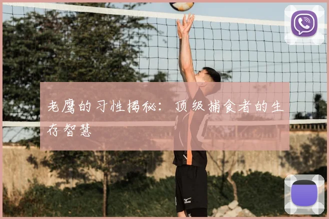 老鹰的习性揭秘:顶级捕食者的生存智慧